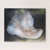 美しい白シャメスベッタファイティングフィッシュ ジグソーパズル (横)