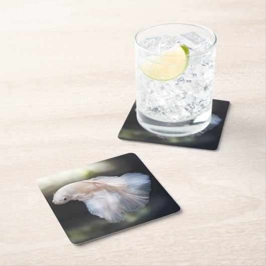 美しい白シャメスベッタファイティングフィッシュ スクエアペーパーコースター (インサイチュ)