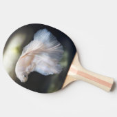 美しい白シャメスベッタファイティングフィッシュ 卓球ラケット (横)