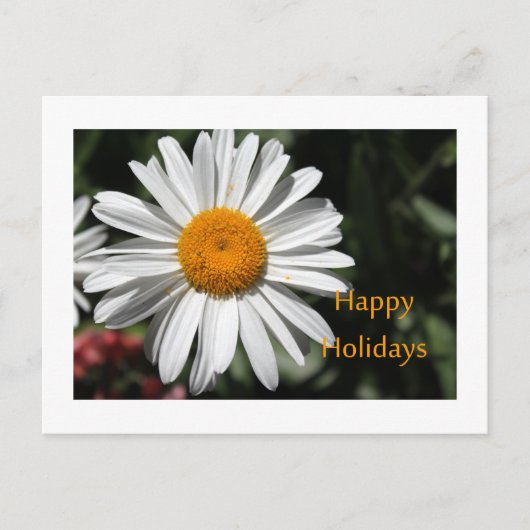 美しい白デイジーの花happy holidaysフローラ シーズンポストカード (正面)