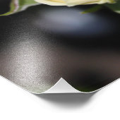 美しい白バラの花。花の写真 フォトプリント            (角)