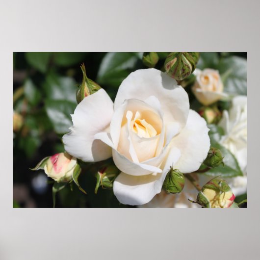 美しい白バラの花。花の写真, ポスター (正面)