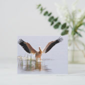 美しい白ペリカンが葦の間を飛び立つ ポストカード (スタンド正面)