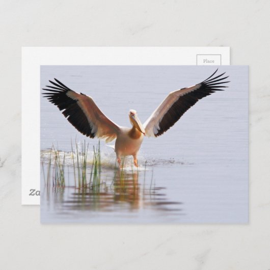美しい白ペリカンが葦の間を飛び立つ ポストカード (正面/裏面)