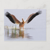 美しい白ペリカンが葦の間を飛び立つ ポストカード (正面)