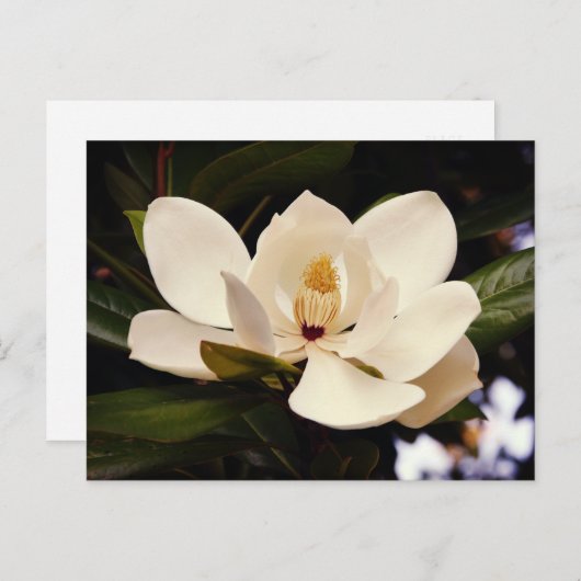 美しい白マグノリアツリーブロッサムクローズアップ ポストカード (正面/裏面)
