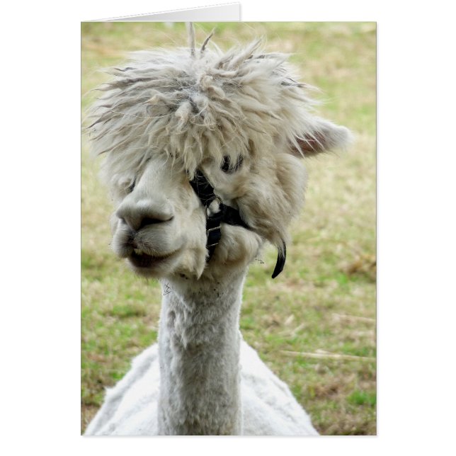 美しい白ラマ (正面)