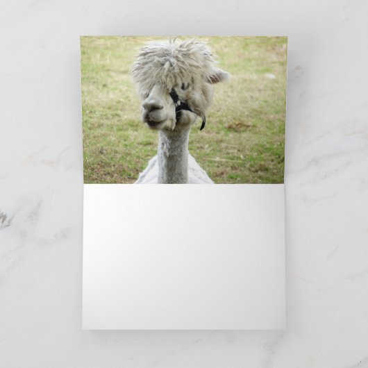 美しい白ラマ カード (内部)