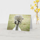 美しい白ラマ カード (黄色い花)