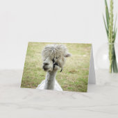 美しい白ラマ カード (正面)