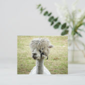 美しい白ラマ ポストカード (スタンド正面)