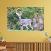 美しい白尾の鹿が畑に キャンバスプリント (インサイチュ (リビング))