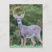 美しい白尾の鹿（畑） ポストカード (正面)