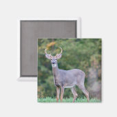 美しい白尾の鹿（畑） マグネット (正面/裏面)