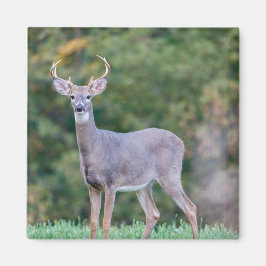 美しい白尾の鹿（畑） マグネット