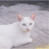 美しい白猫 シール (正面)