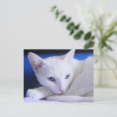 美しい白猫/ペットの写真を追加 ポストカード (スタンド正面)