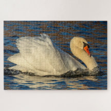 美しい白鳥と青い水