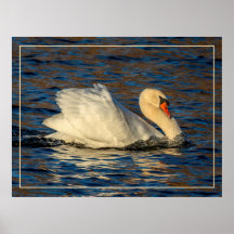 美しい白鳥と青い水