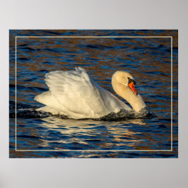 美しい白鳥と青い水 ポスター