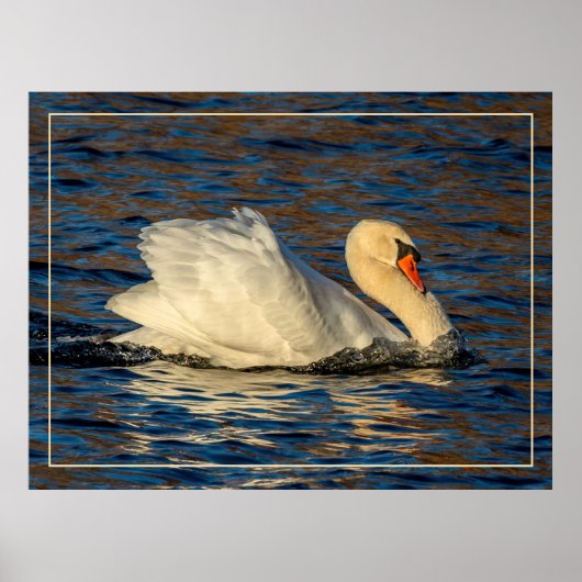 美しい白鳥と青い水 ポスター (正面)