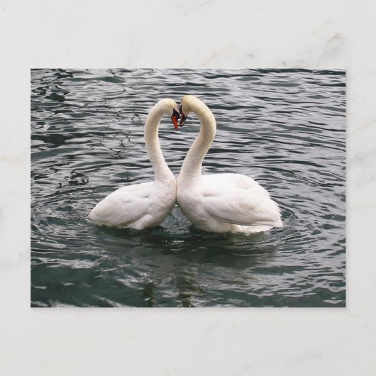 美しい白鳥のペア ポストカード (正面)