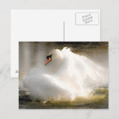 美しい白鳥のポストカード ポストカード (正面/裏面)