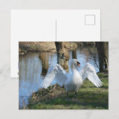 美しい白鳥、広がる翼DIYはがき ポストカード (正面/裏面)