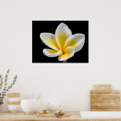 美しい白黄色のプルメリアの花 ポスター (キッチン)