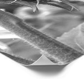 美しい白黒ひまわりサイドビュー ポスター (角)