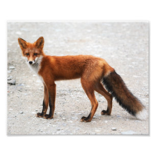 美しい皮を持つ野生のアカギツネ フォトプリント