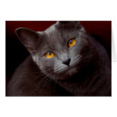 美しい目 (正面横)