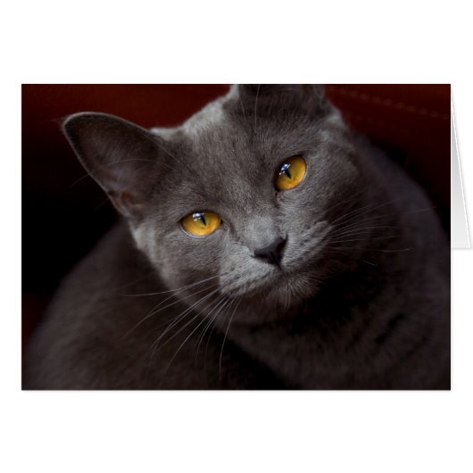 美しい目 (正面横)