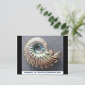 美しい真珠の殻を持つアンモナイト化石 ポストカード (スタンド正面)