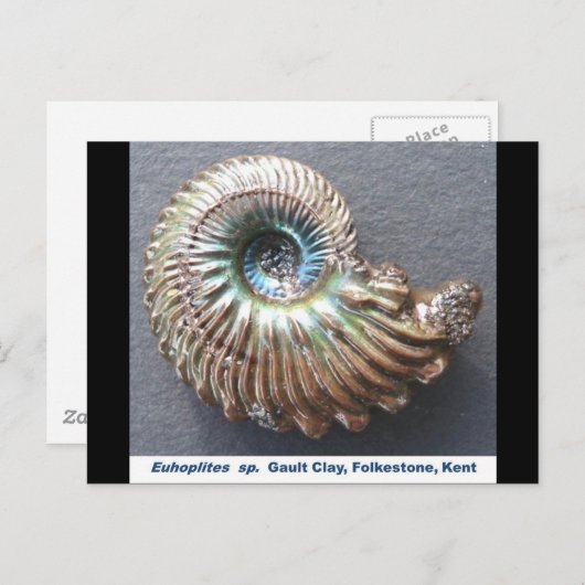 美しい真珠の殻を持つアンモナイト化石 ポストカード (正面/裏面)