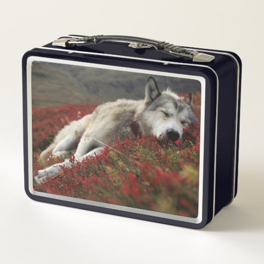 美しい眠れるオオカミの金属弁当箱 メタルランチボックス (裏面)