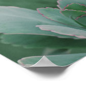 美しい砂漠の植物写真 ポスター (角)