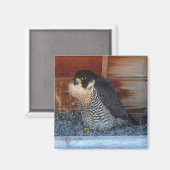 美しい磁石 マグネット (正面/裏面)