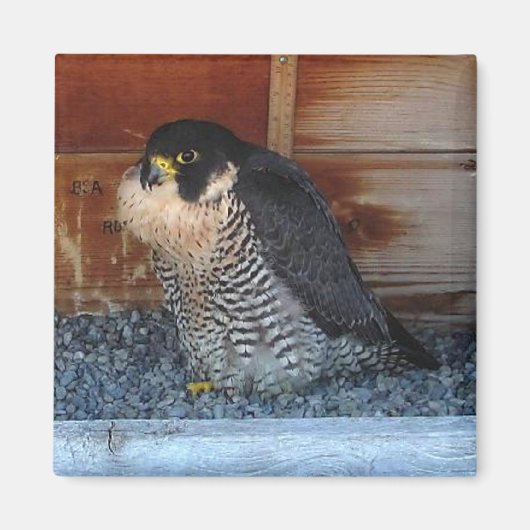 美しい磁石 マグネット (正面)