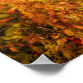 美しい秋の森 ポスター (角)