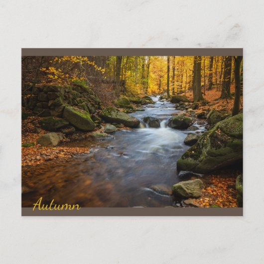 美しい秋の森 ポストカード (正面)