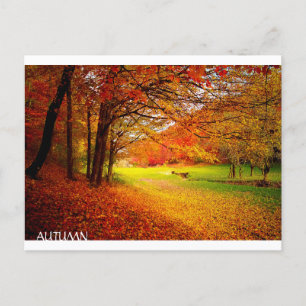 美しい秋の森 ポストカード