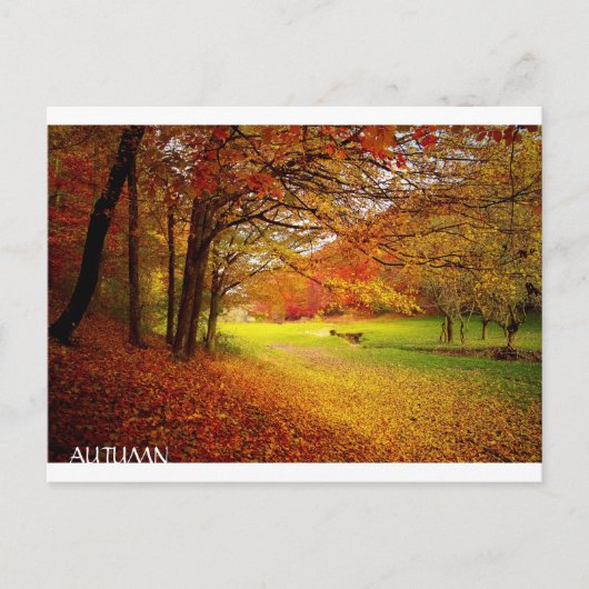 美しい秋の森 ポストカード (正面)