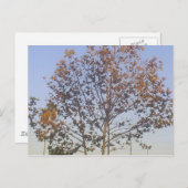 美しい秋ツリー ポストカード (正面/裏面)