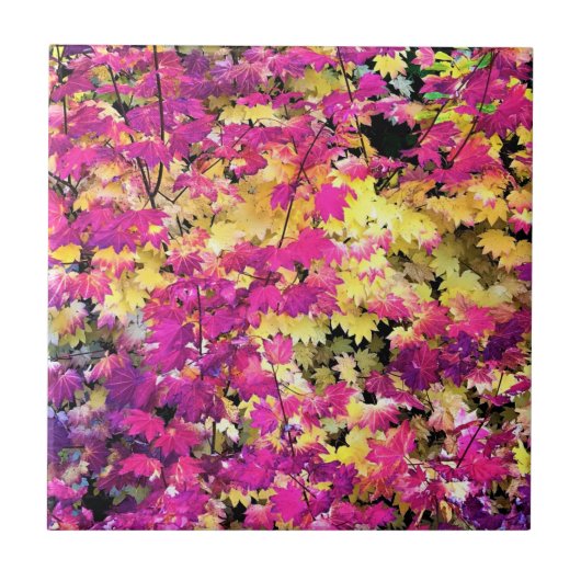 美しい紅葉 タイル (正面)