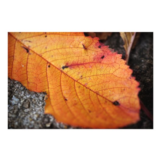 美しい紅葉 フォトプリント            (正面)