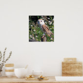 美しい納屋フクロウ ポスター (キッチン)