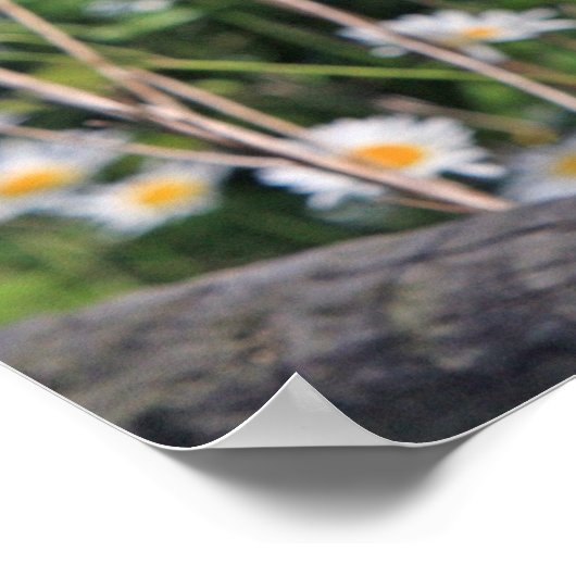 美しい納屋フクロウ ポスター (角)