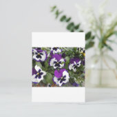 美しい紫と白のパンジーの芸術 ポストカード (スタンド正面)