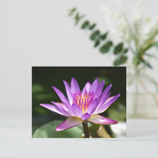 美しい紫と黄色の蓮の花の写真！ ポストカード (スタンド正面)